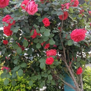 李洪辉资料,李洪辉最新歌曲,李洪辉MV视频,李洪辉音乐专辑,李洪辉好听的歌